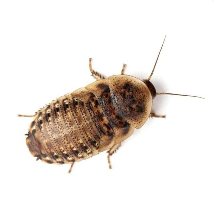 Hrana vie de inalta calitate pentru Reptile – SuperWorms, Dubia