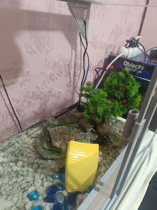 Terariu complet utilat cu doua broscuțe