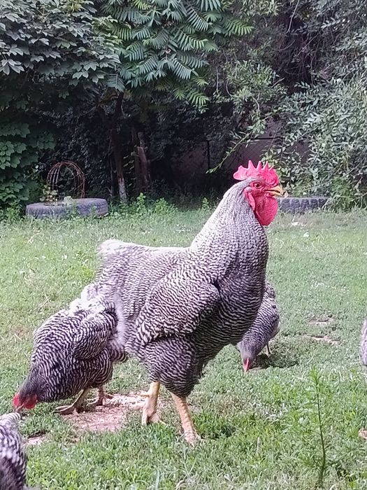 Плимутрок.Петушки куры яицо