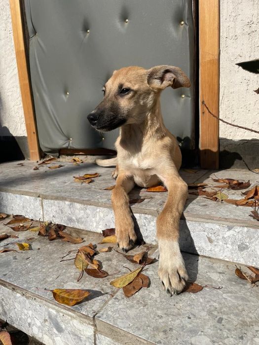 Мальчик помесь с тазы ( мама) ищет дом !