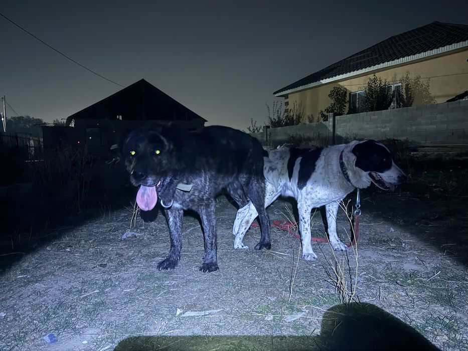 Төбет Алабай САО күшіктері