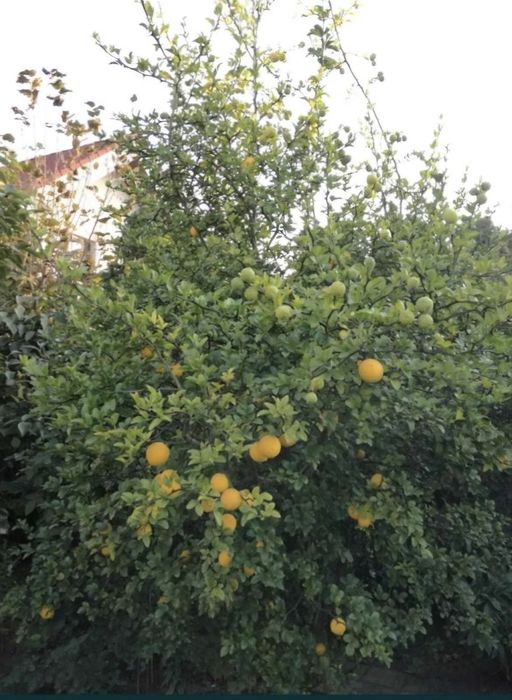 Lămâi de grădină aclimatizat