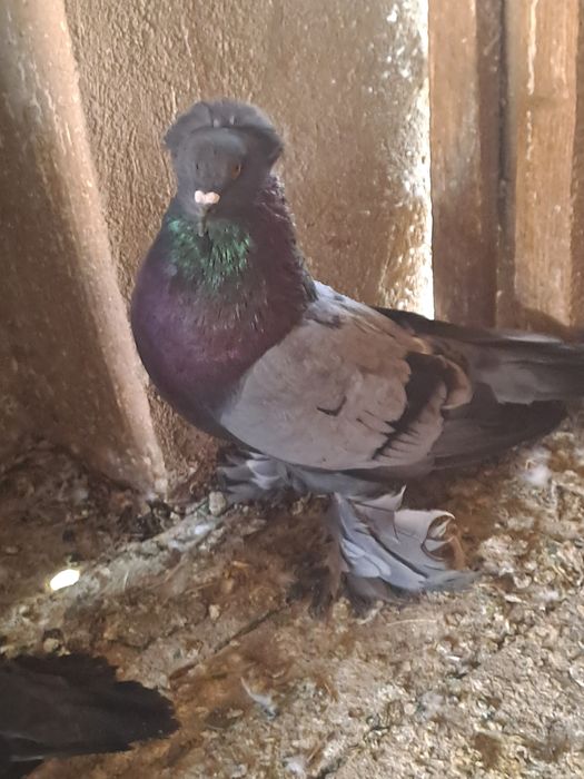 Porumbei și tururele razatoare