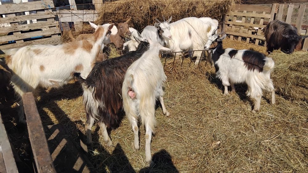 De vânzare capre cu iezi și dea fatat 20 de bucăți