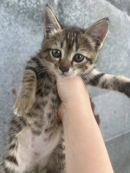 Котята в доьрые руки