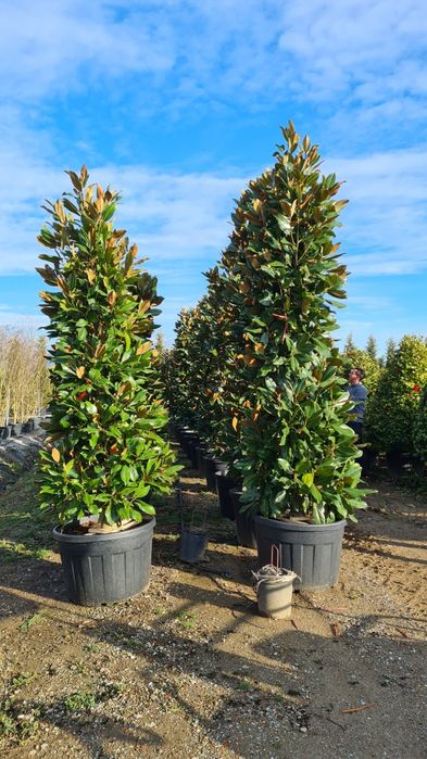 Magnolia grandiflora