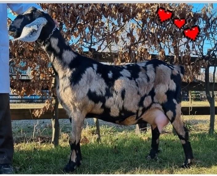 Lapte de capra Anglo Nubian