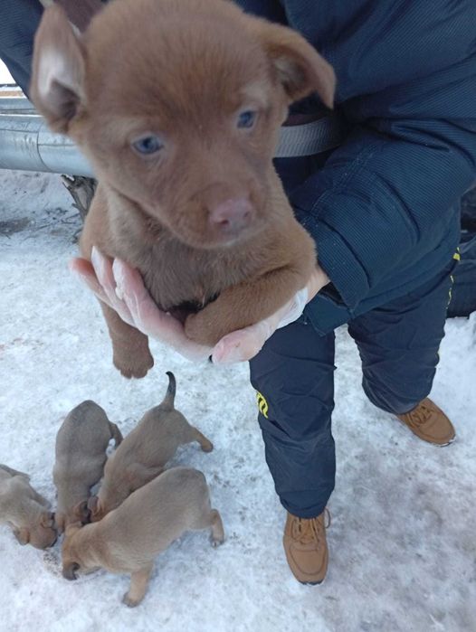 Отдадим щенков в доброе руки