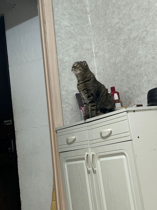 кошка даром отдаем