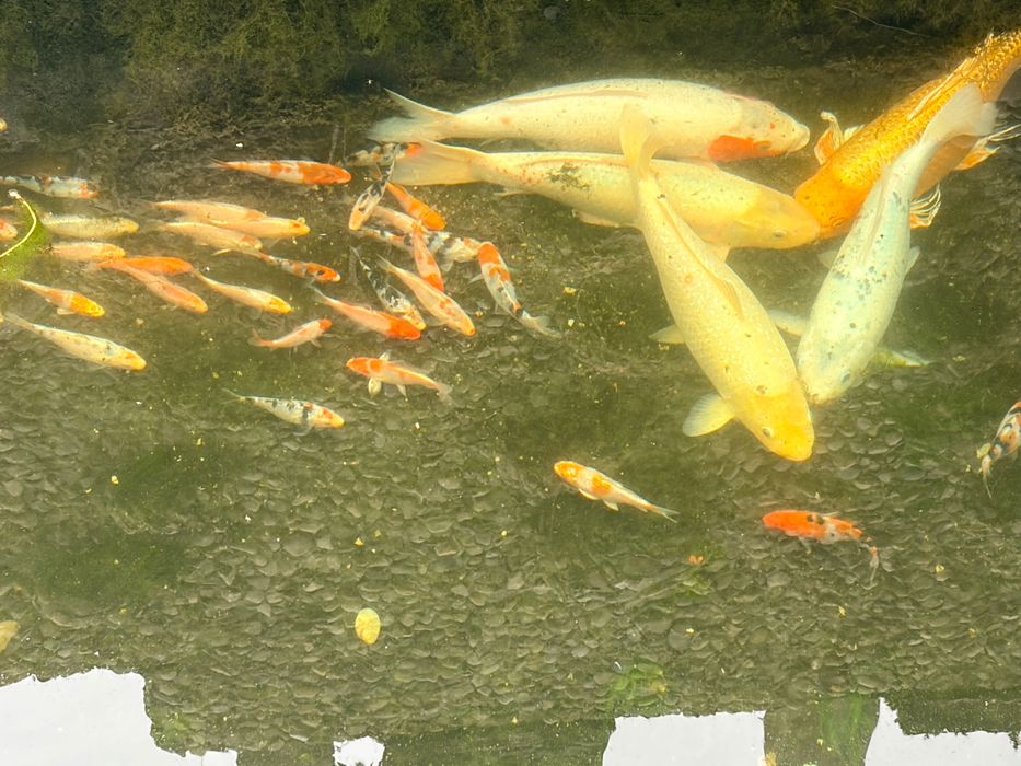 Малки езерни рибки Кои