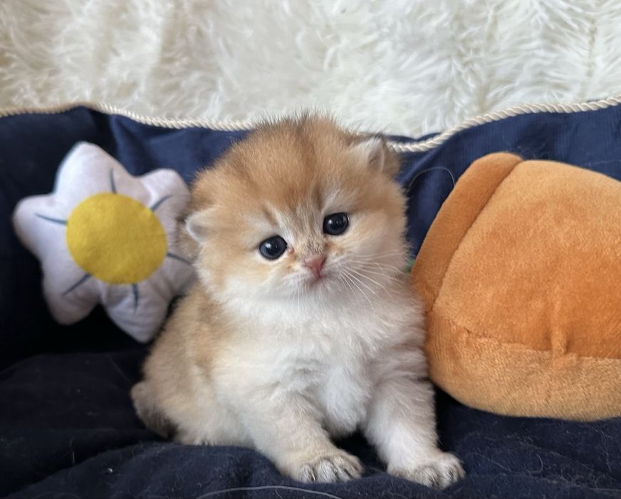 Златни британски чинчили