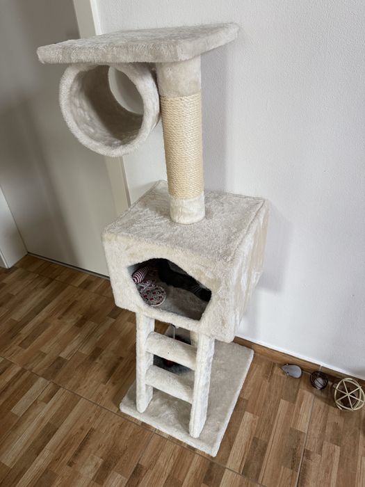 Pisica  British Shorthair,Nesterilizata