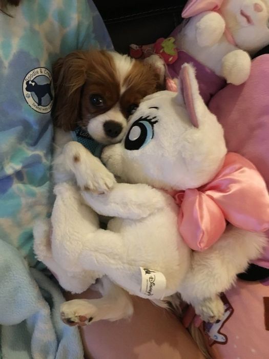 Продам щенок кинг-чарльз-спаниель