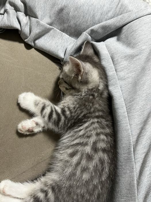 Продам котёнка, мальчик, 1 месяц