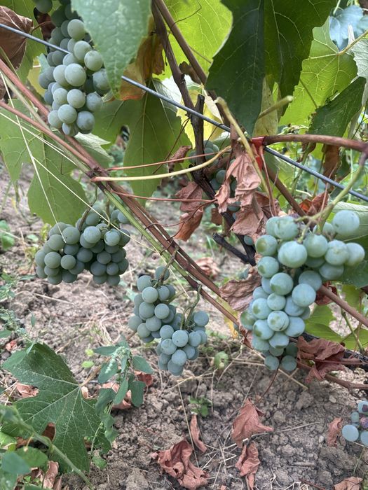 Vând struguri pentru vin