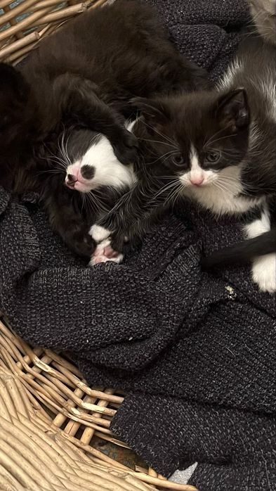 Отдам котят мама Американский Керл