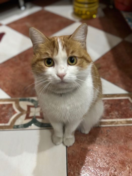 Домашняя рыжая кошка