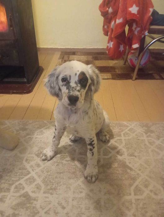 Свободно сетерче