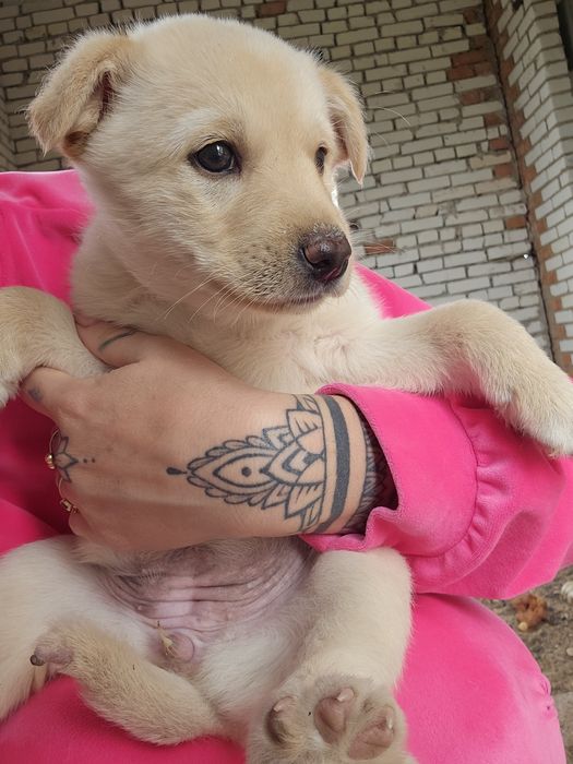 В хорошие руки щенок девочка