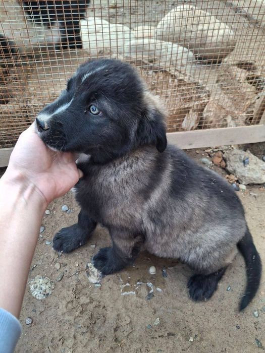 Отдам даром в хорошие руки