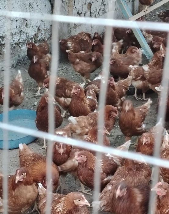 несушка ломан браун