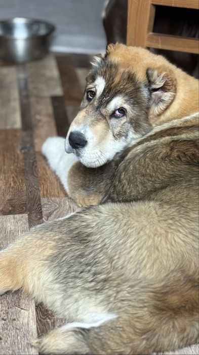 Алабай щенок (САО)