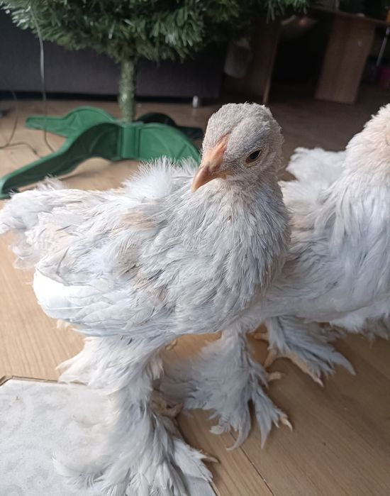 Disponibil Brahma Isabel