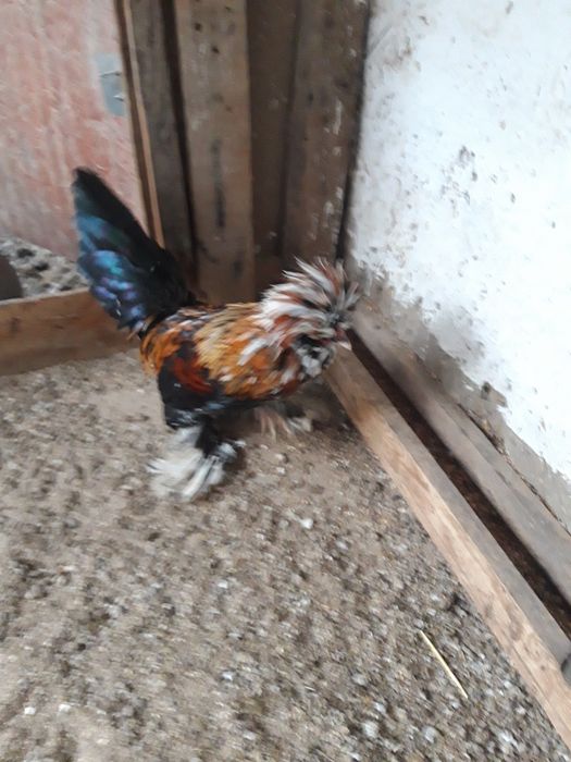 Kareyski yaponcha xoro'zlari sotiladi