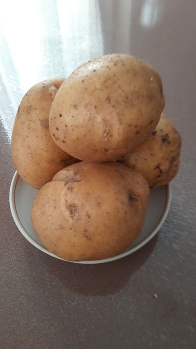 Продам домашний картофель