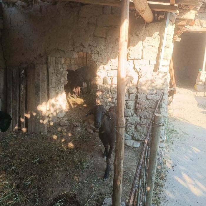 Qoʻy sotiladi keloshilgan holda