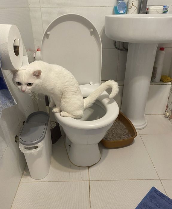 Кот в добрые руки