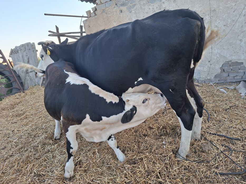 Продам крс. 11 голов.