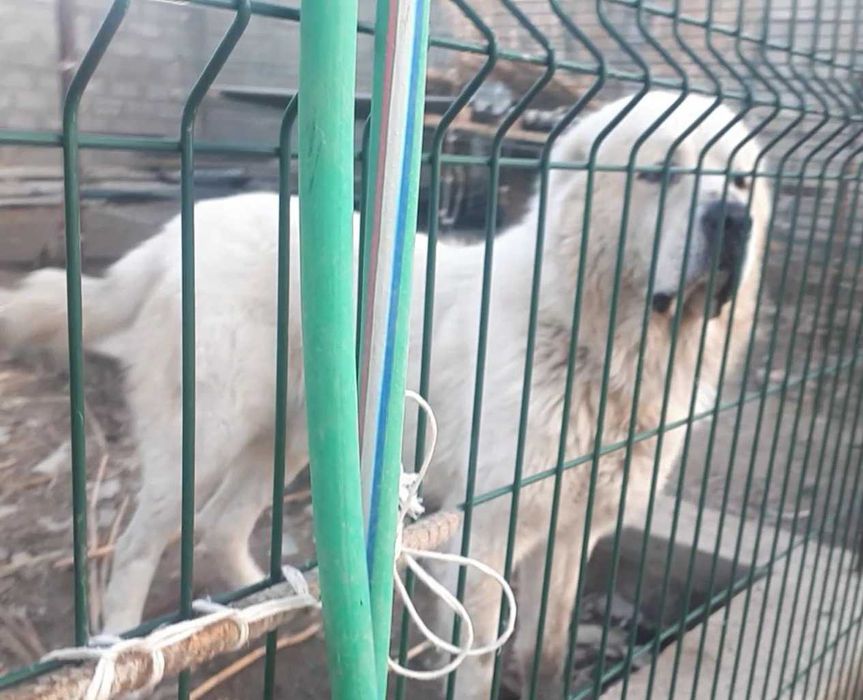 Еркек ит сатылады