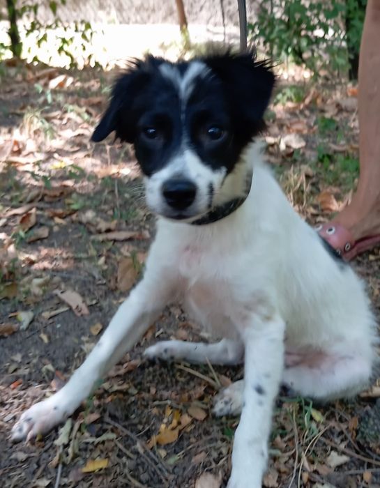 Мальчик Звоночек