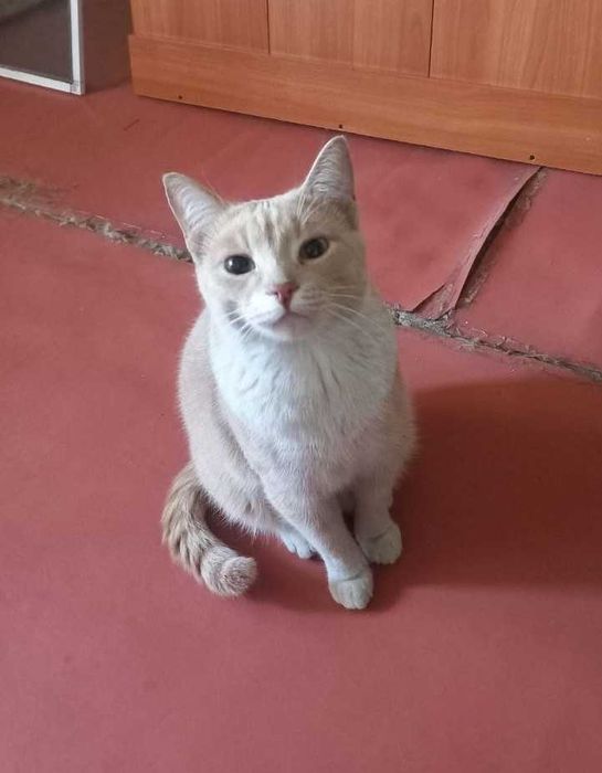 Кот Гоша, 4 года