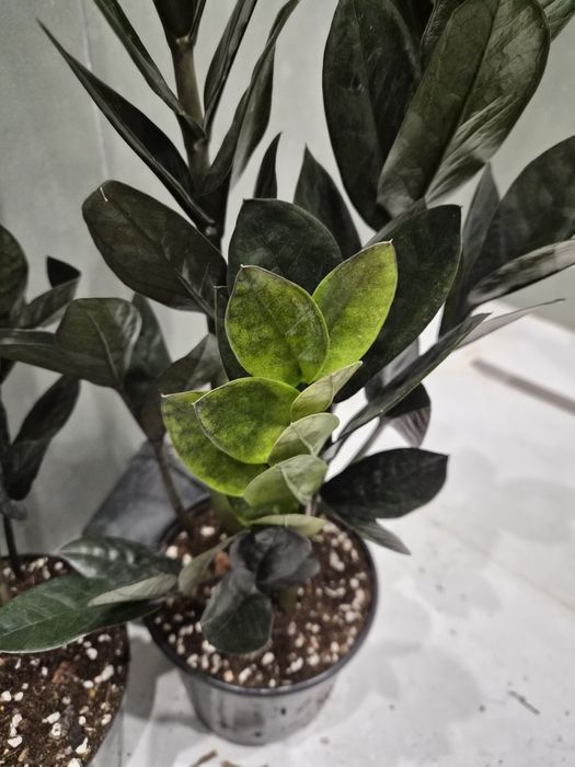 Комнатное растение доллар черный