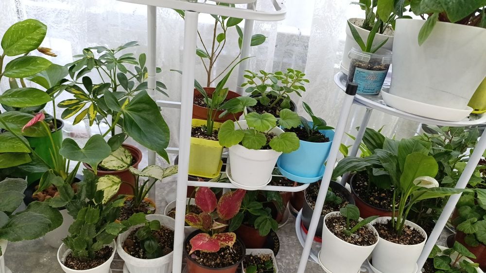 Комнатные цветы, самовывоз