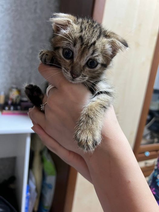 Отдам котенка в хорошие руки