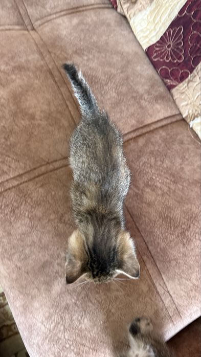 Отдаем котят в хорошие руки