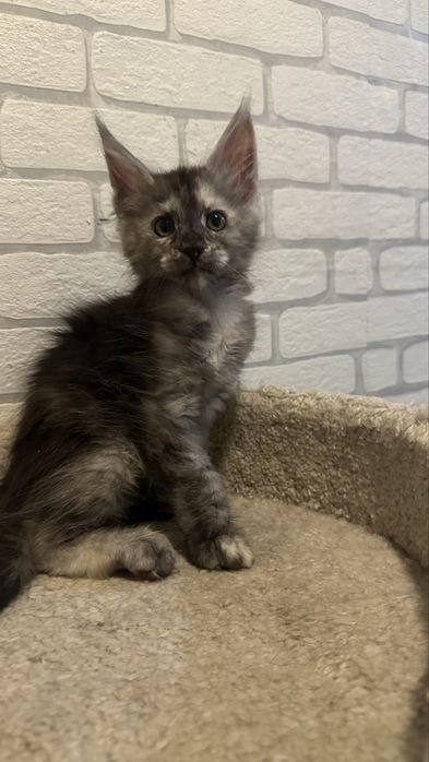 Куно-Детки_продажа_питомник