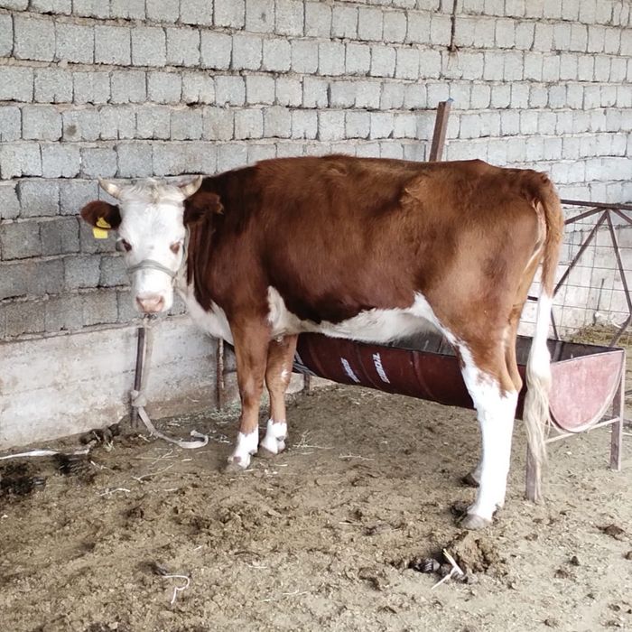 Линда Фиорентино порно видео