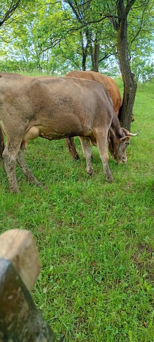 Vând vaca brună de Maramureș
