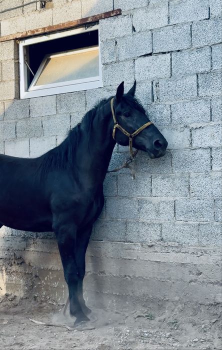 Продам Кобыла Трёх летка
