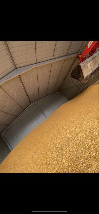 Porumb boabe, orice cantitate.   0,85 lei