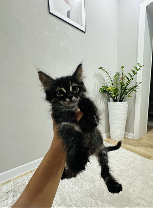 Отдам котенка в доьрые руки