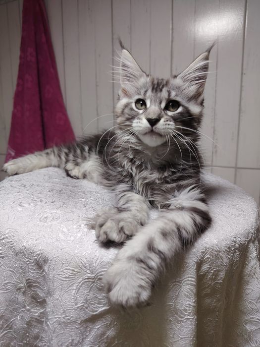 Котят Мейн кун 3мес