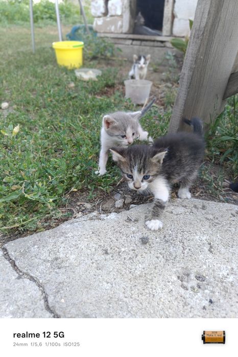 Отдам котят в добрые руки
