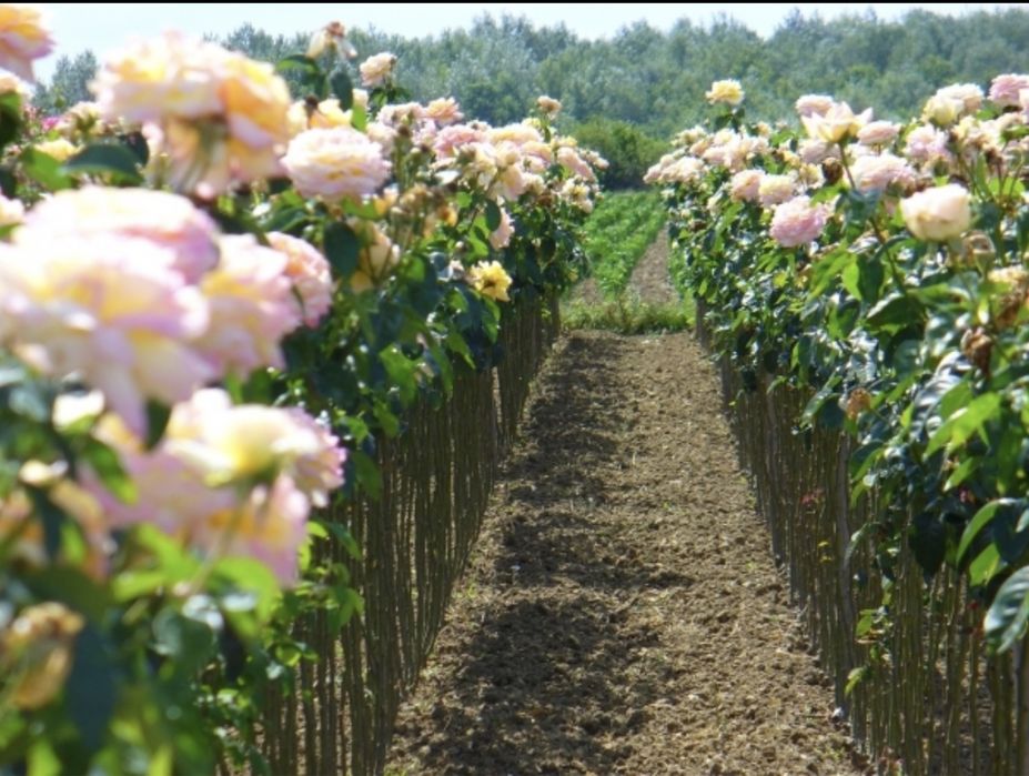Vindem trandafiri pomișori