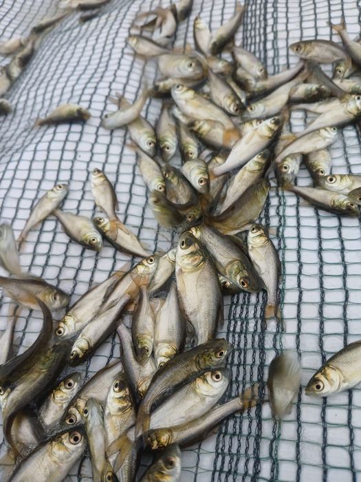 vand puiet/puet peste novac