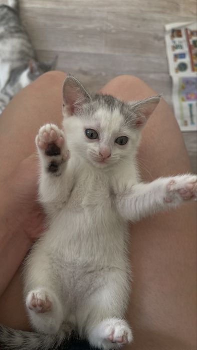 Котята в добрые и надежные руки